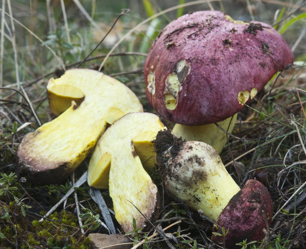 Boletus regius